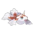 Goldeen