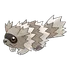 Zigzagoon