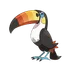 Toucannon